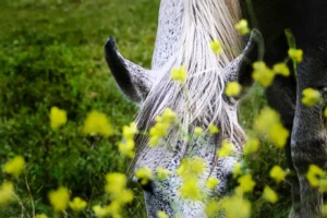 [412] Camuflaje y mirada Carmen Claros compressed