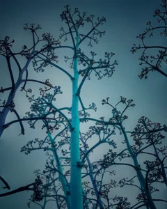 [413] Pitas Pitas Charo Lozano del Real