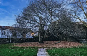 [414] El árbol de la vida Gonzalo de las Cuevas Ortega
