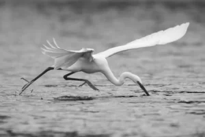 [416] La perfección de la técnica Guillermo del Pino Chabrillón compressed