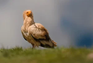 [417] El Último Adiós LORENA VIRGINIA ANGARITA CASTRO compressed