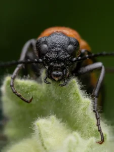 [420] Retrato de un coleoptero Paco Civantos Castilla compressed