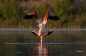 [423] Un amanecer de Mayo BLAS BUENOSVINOS LÓPEZ compressed