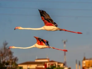 [425] Flamencos en vuelo Rafael Maldonado Garcia compressed