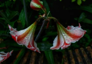 [440] Lluvia M Mercedes Soánez Contreras
