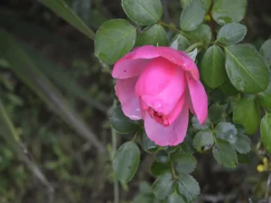 [446] eres hermosa SALVADOR MAYO GONZALEZ