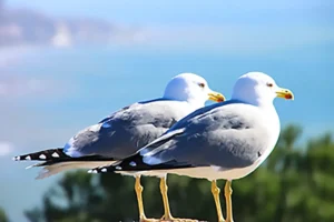 [449] En pareja Antonio Moreno Peñasco